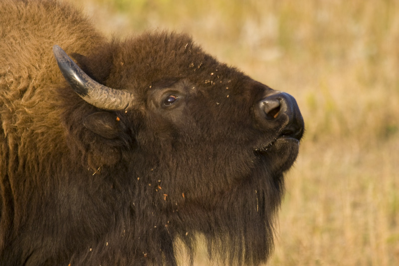 Bison